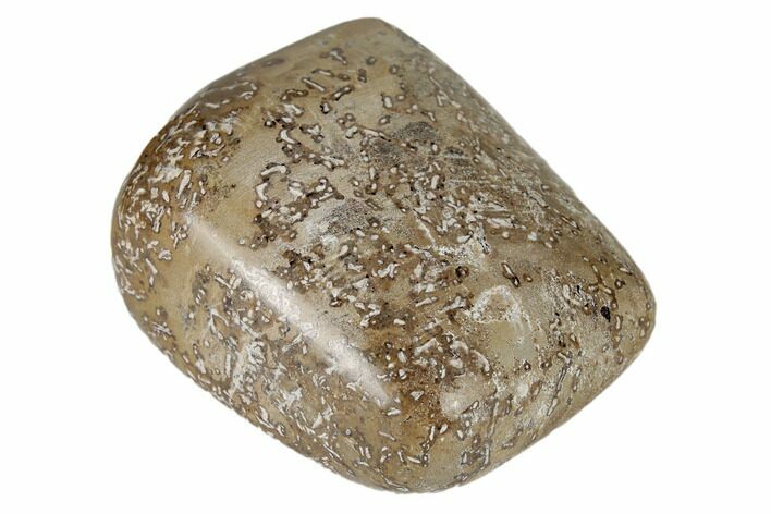 Polished Dinosaur Bone (Gembone) - Morocco #190047
